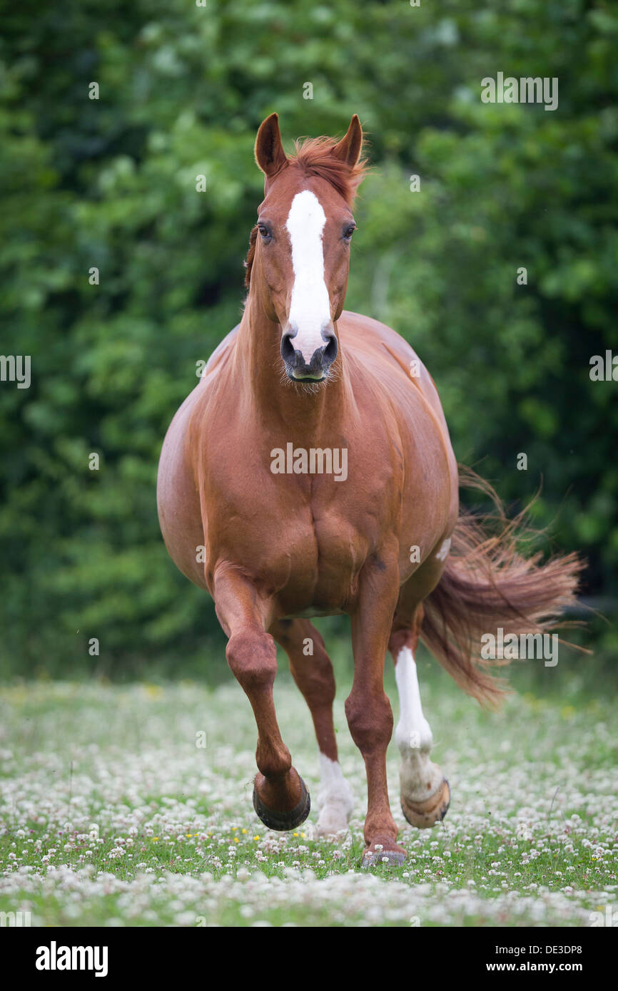 Hanoverian Horse, Chestnut adult gallopinga meadow Stock Photo