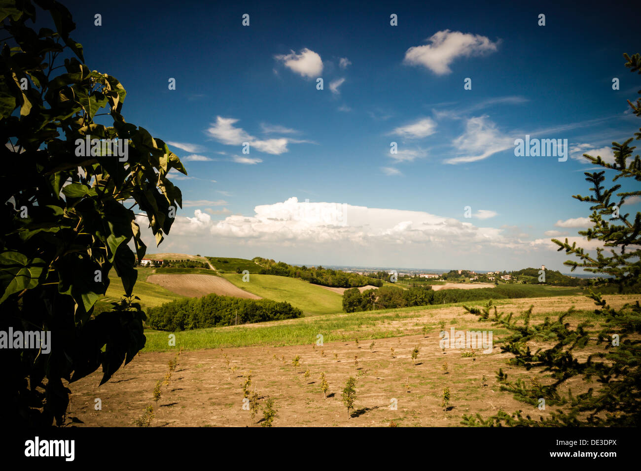 Scenic view of vineyard against clear sky. Casale Monferrato, Piemonte Stock Photo