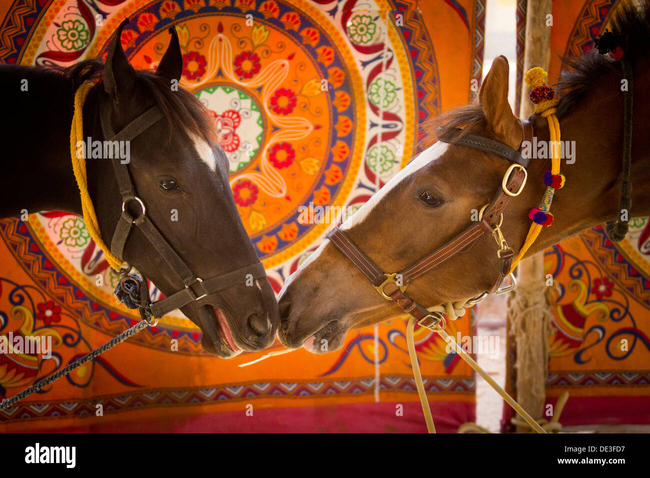 Marwari Horse Two tied-up bay horses sniffing at each other colourful wall hanging background Stock Photo