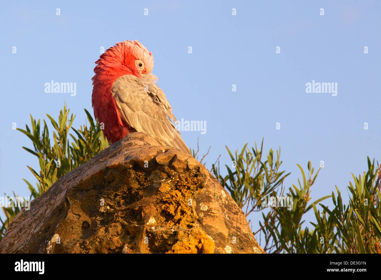 The Galah aka the Rosebreasted Cockatoo, Galah Cockatoo, Roseate