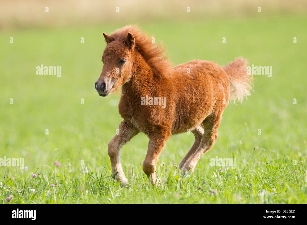 Miniature Shetland Pony Chestnut foal gallopinga meadow Stock Photo