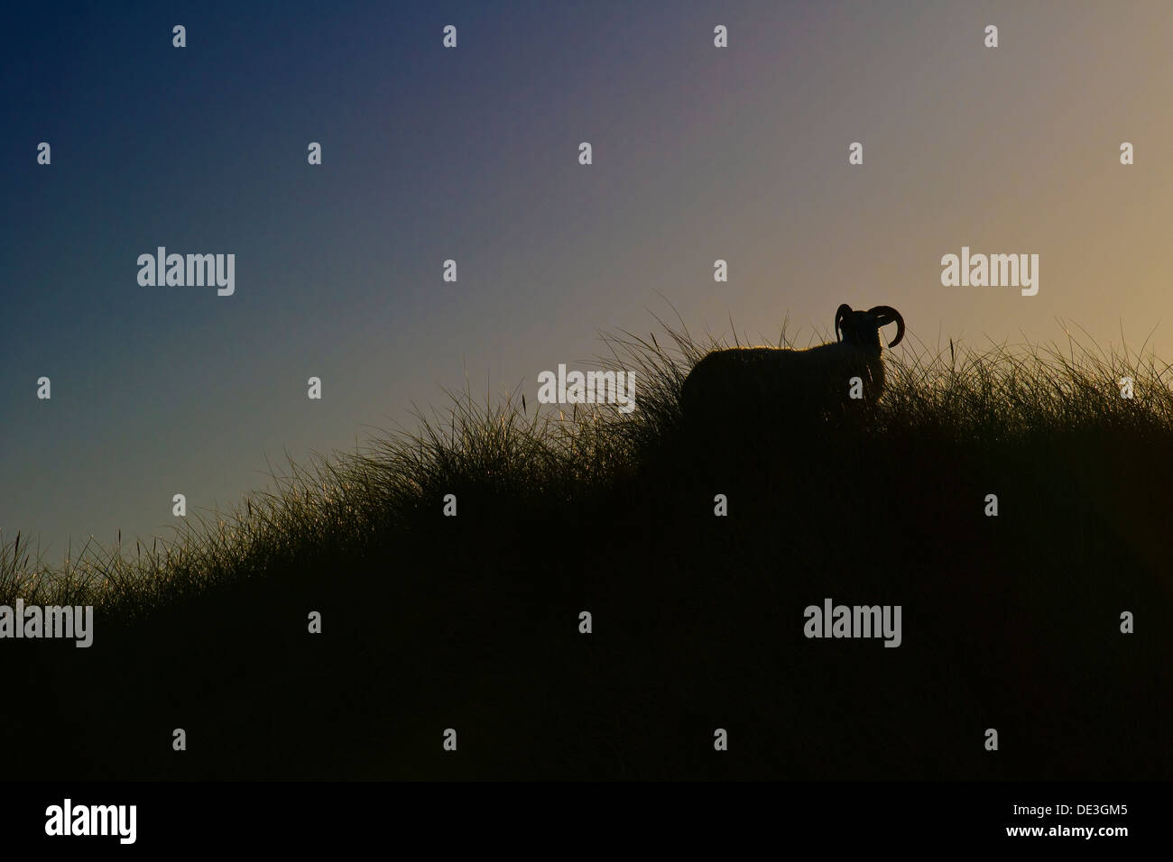 A silhouette of a sheep and marram grass on the Isle of Harris, Scotland Stock Photo