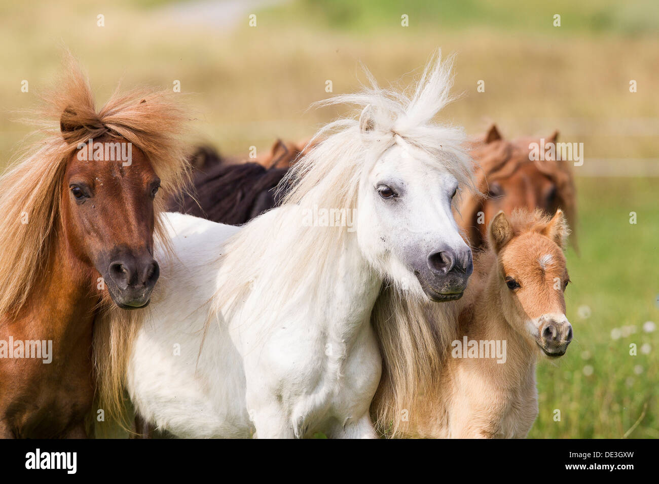 Miniature Shetland Pony Group mares foalsa meadow Stock Photo