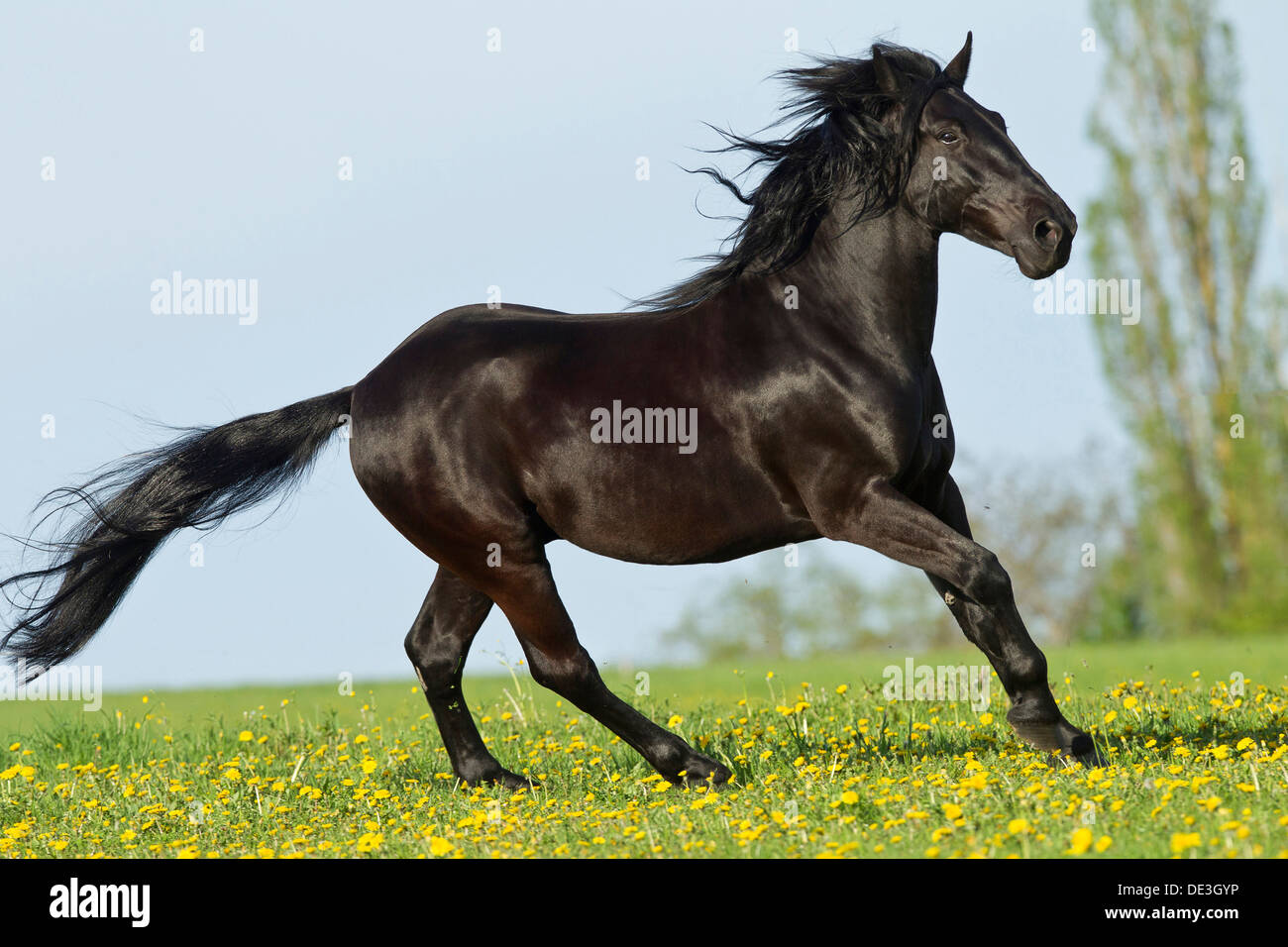 Murgese Horse Black horse galoppinga flowering meadow Stock Photo