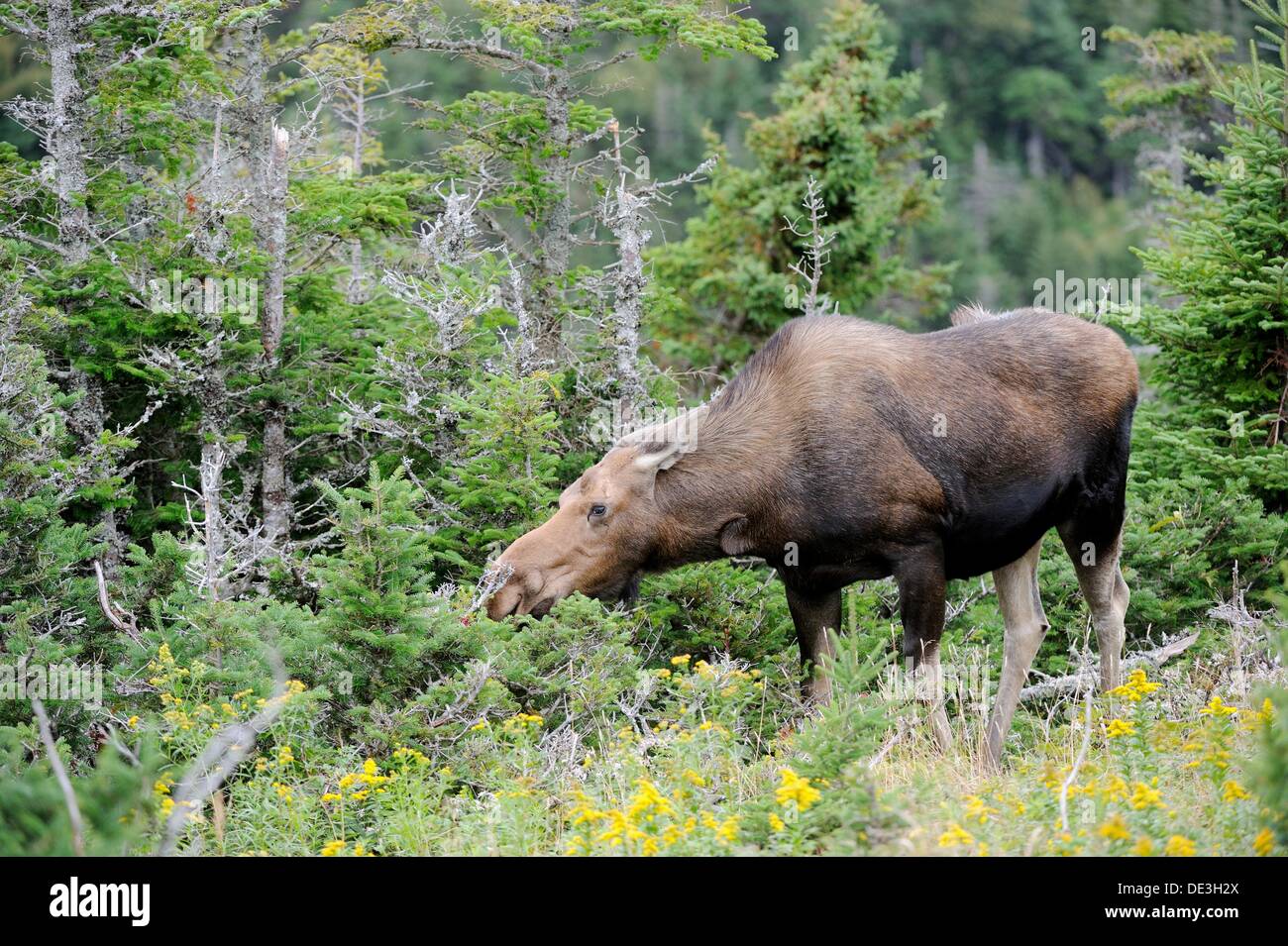 Moose cow browsing leaves Alces alces Cap Breton Highlands National