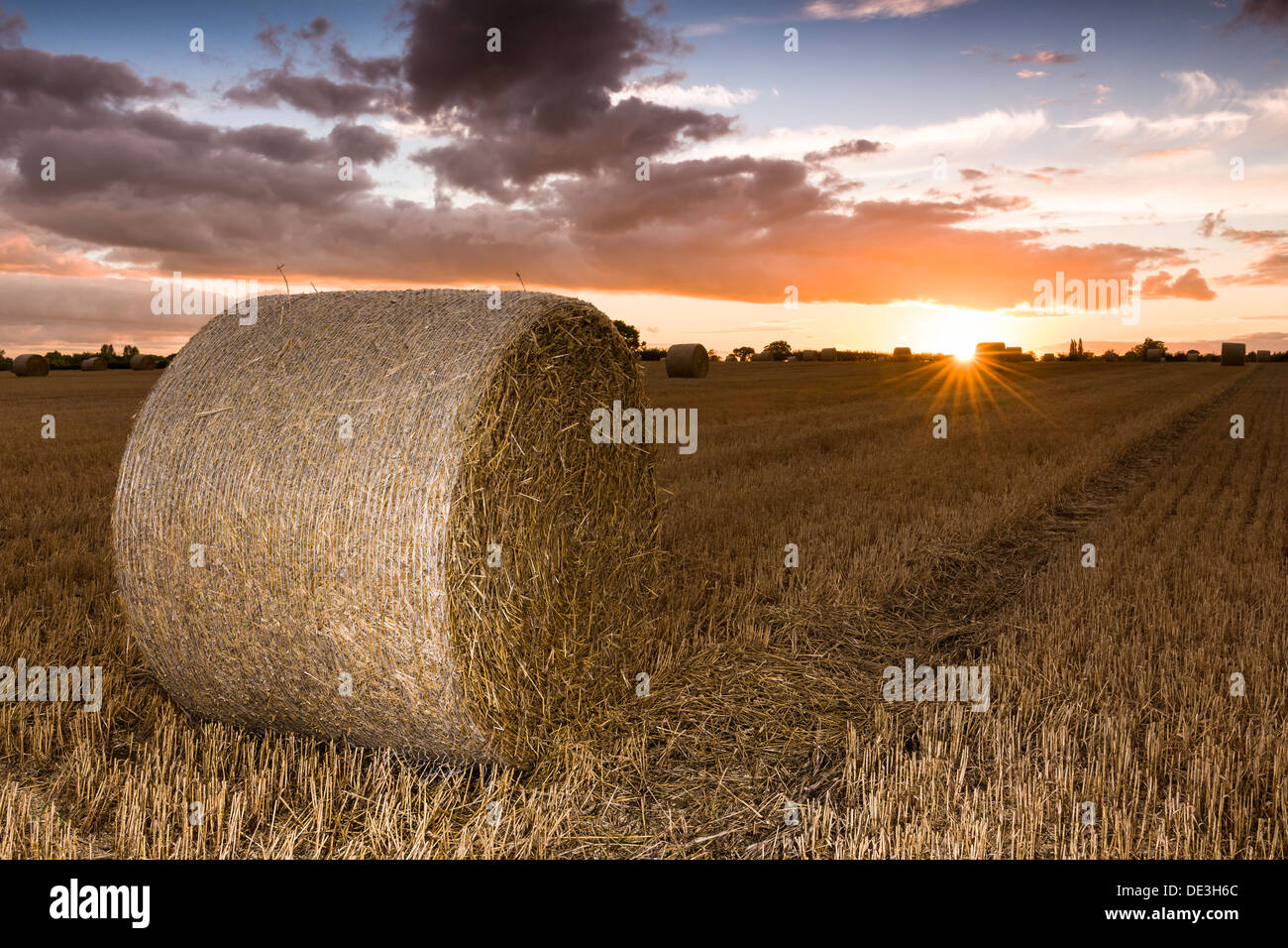Golden corn field wiltshire hi-res stock photography and images - Alamy