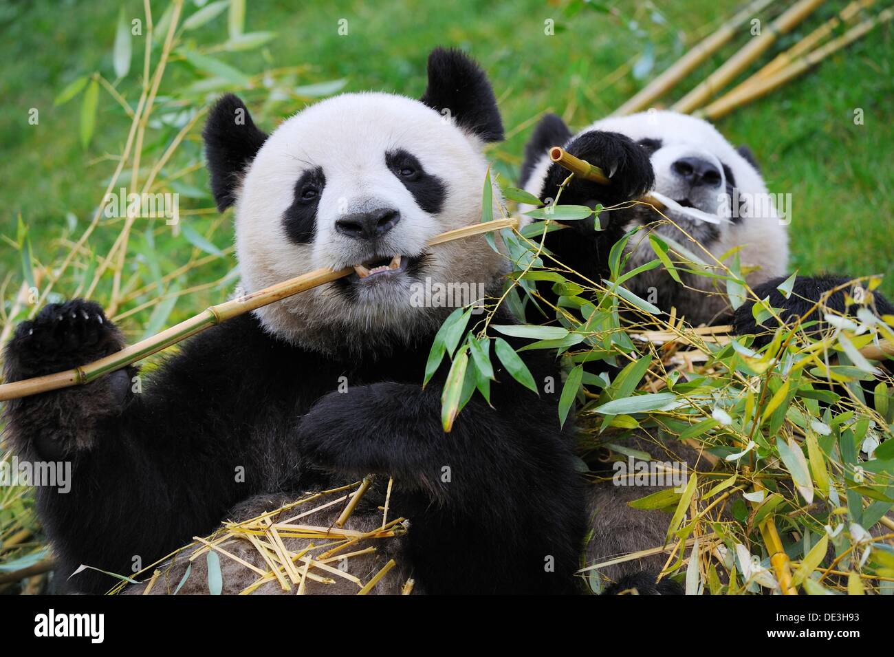 Giant panda pair eating bambou Ailuropoda melanoleuca captive ZooParc