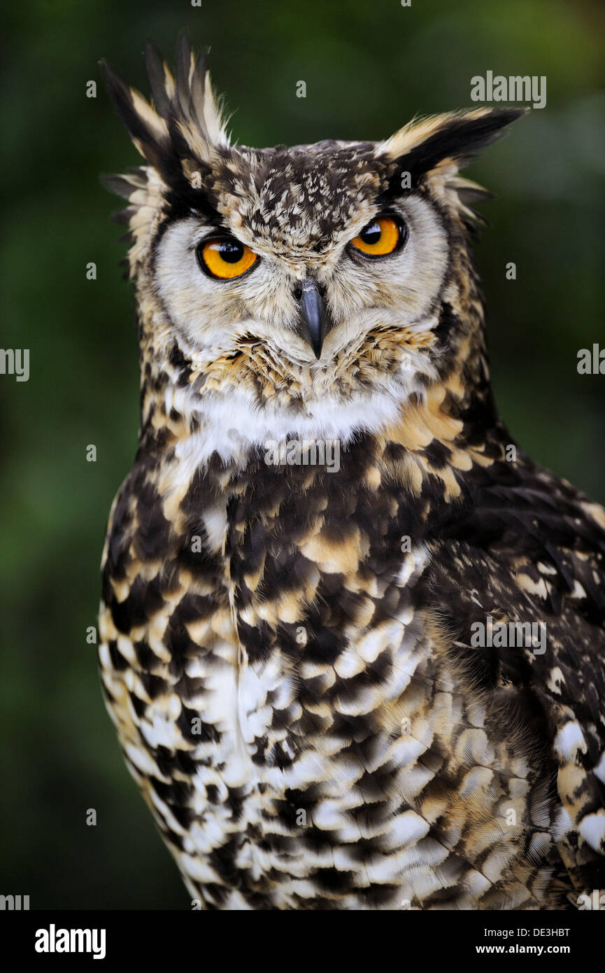 Spotted eagle-owl (Bubo africanus) captive Stock Photo