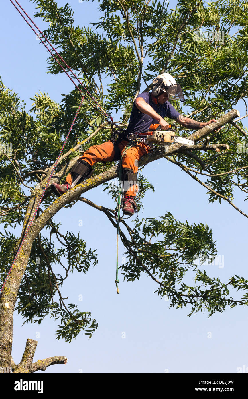 Tree surgeon at work bringing down a tree. Wiltshire England. Stock Photo