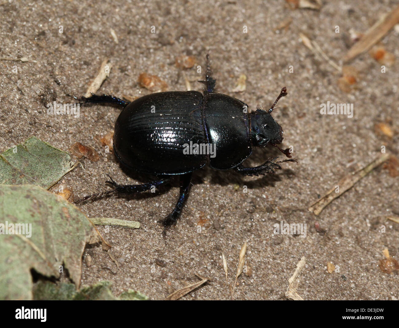 Close-up of the blueish Dor Beetle or Dumbledore (Geotrupes stercorarius) Stock Photo