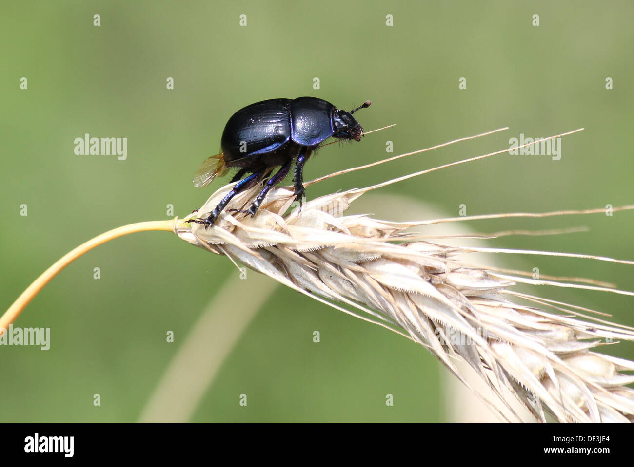 Close-up of the blueish Dor Beetle or Dumbledore (Geotrupes stercorarius) posing on an ear of wheat Stock Photo