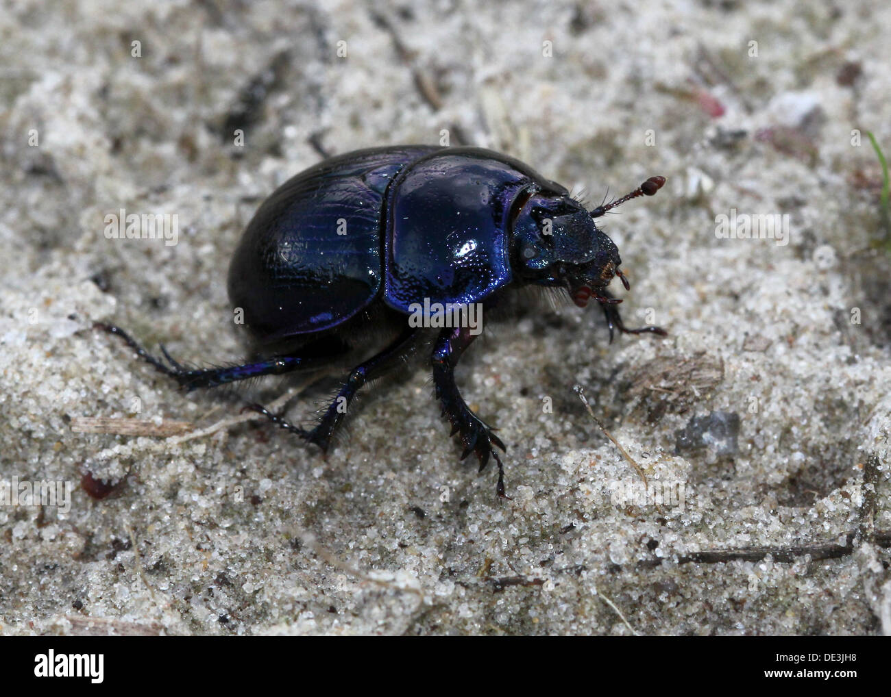 Close-up of the blueish Dor Beetle or Dumbledore (Geotrupes stercorarius) Stock Photo