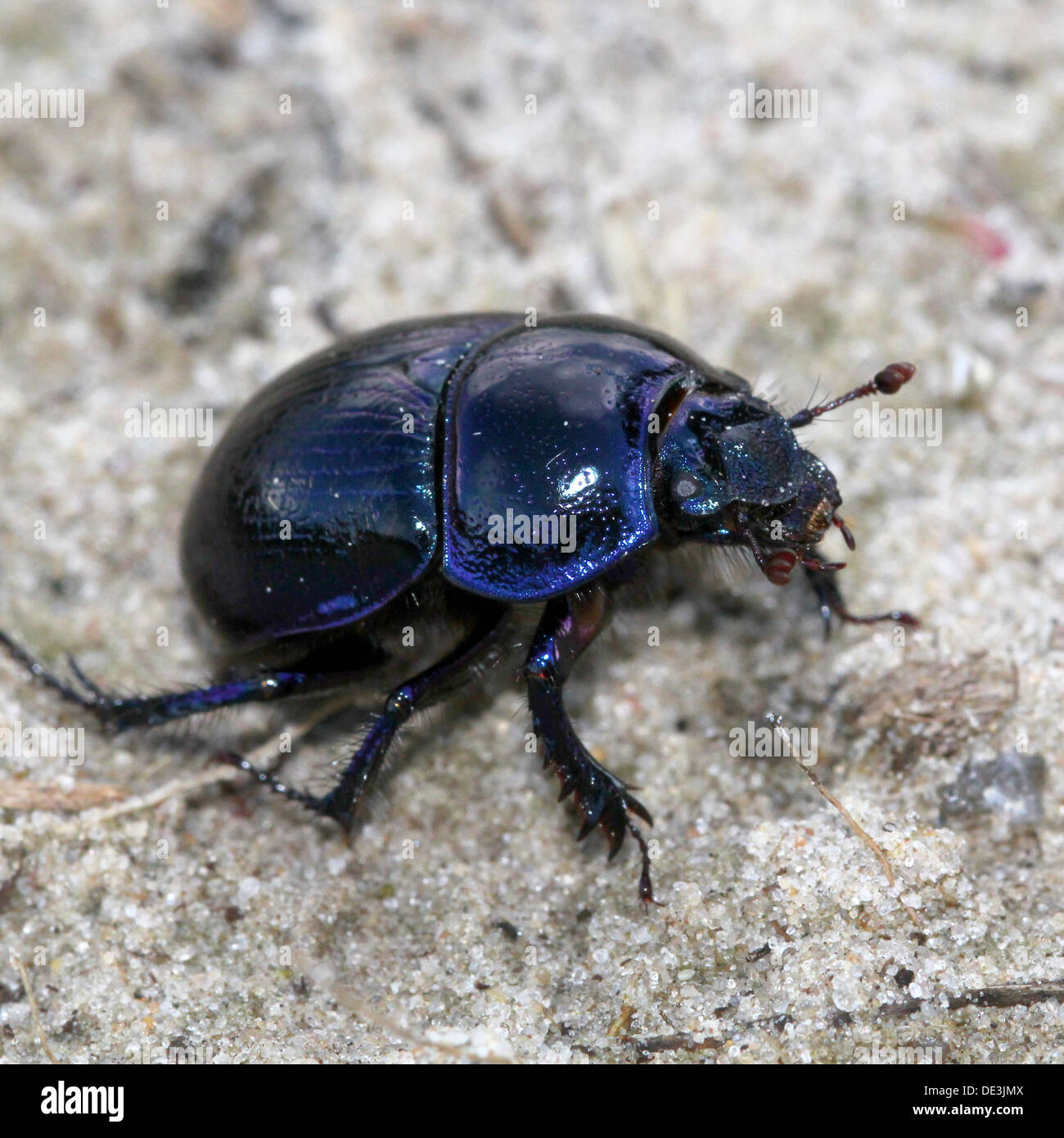 Close-up of the blueish Dor Beetle or Dumbledore (Geotrupes stercorarius) Stock Photo