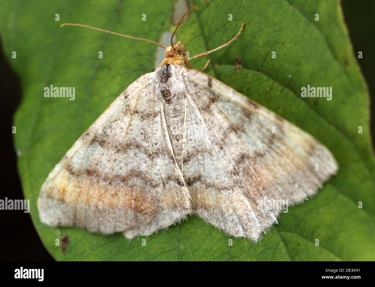 Tawnybarred Angle Moth (Macaria liturata, Semiothisa liturata) posing