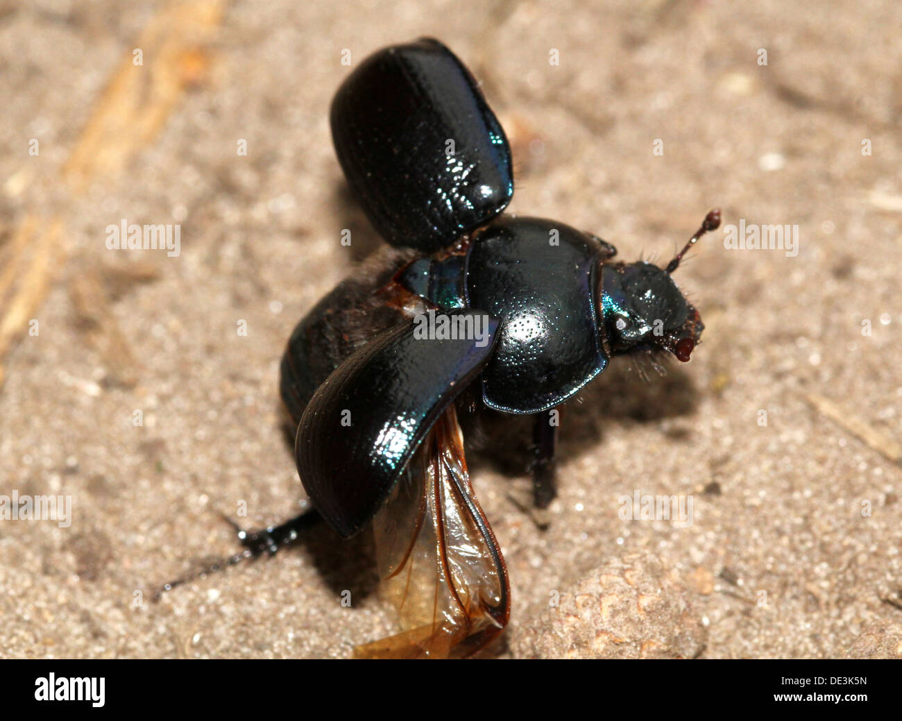Close-up of the blueish Dor Beetle or Dumbledore (Geotrupes stercorarius) taking off into flight Stock Photo