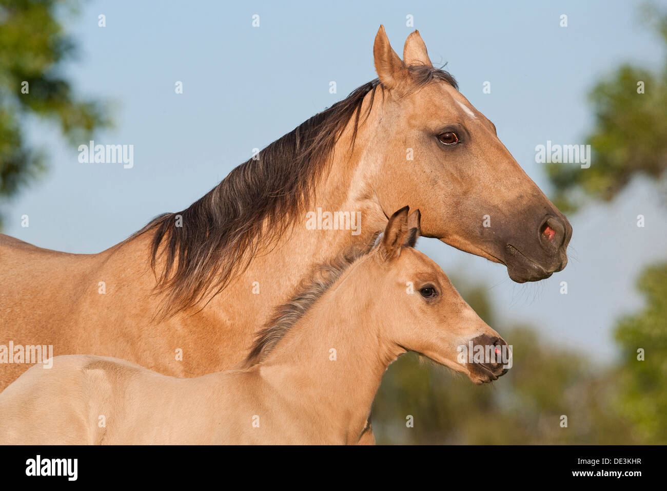 palomino stallion of quarterhorse breed. 909996 Stock Photo at Vecteezy