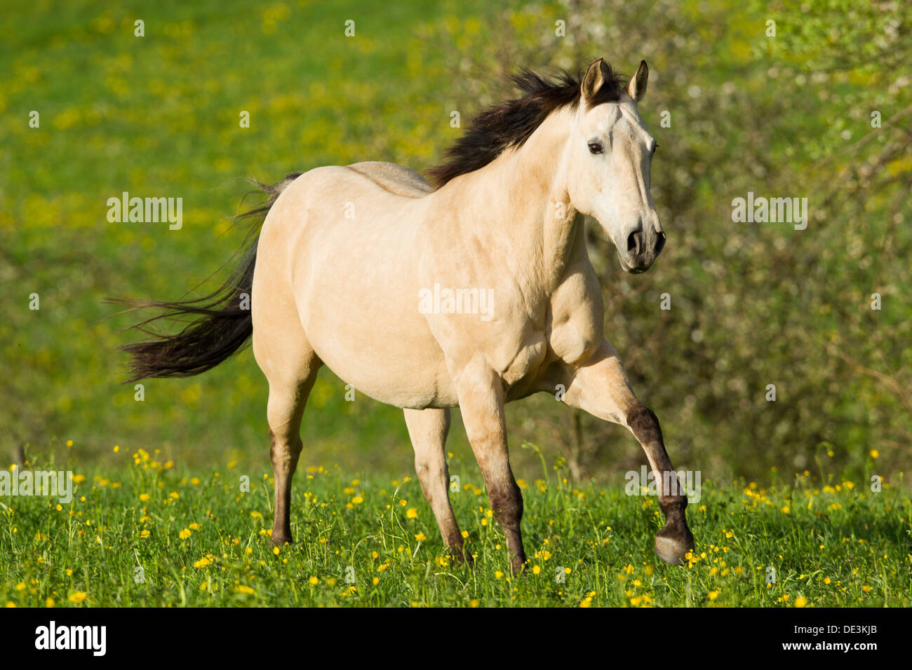 American Quarter Horse Dun mare gallopinga pasture Stock Photo Alamy