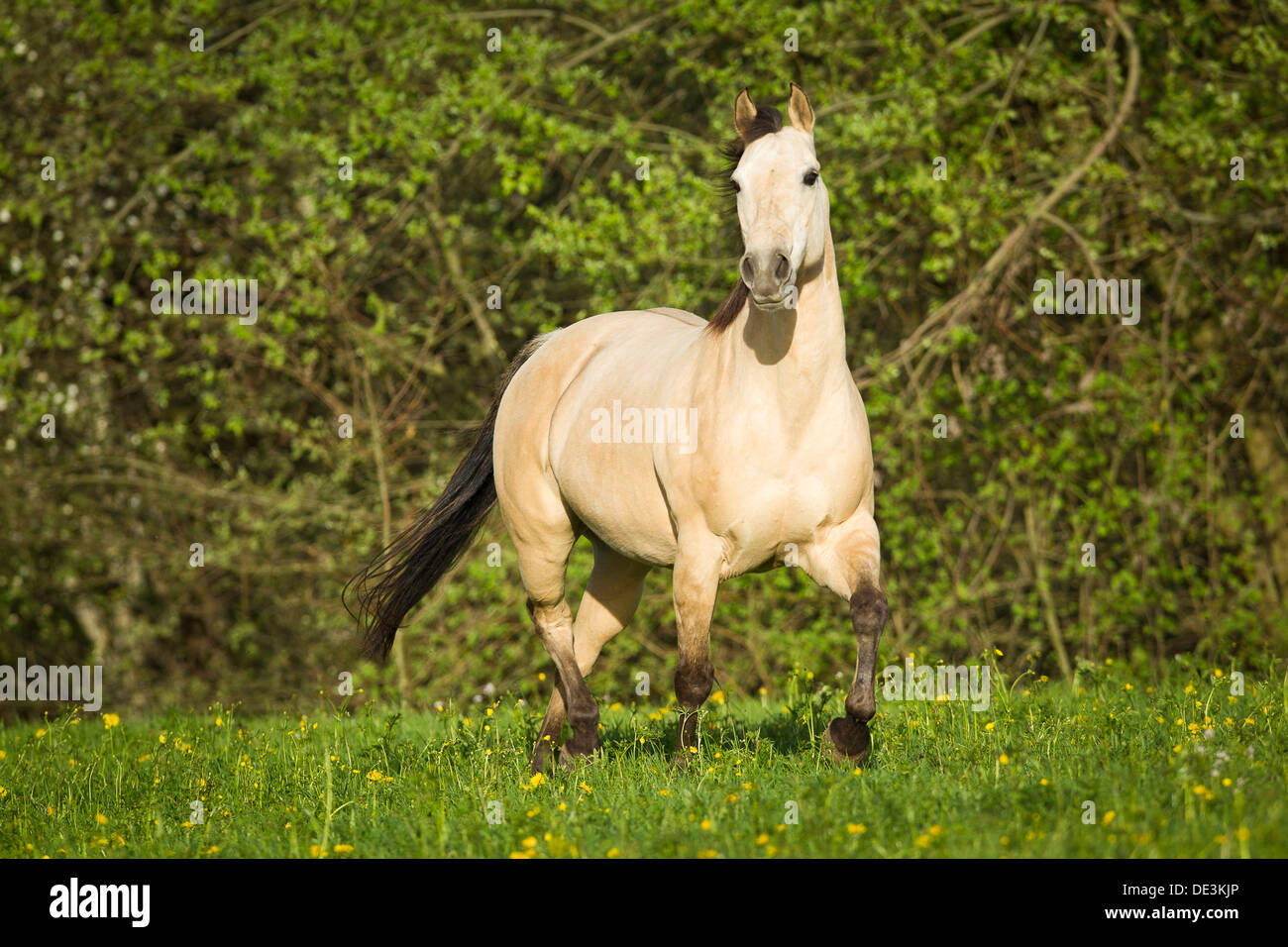 American Quarter Horse Dun mare trottinga pasture Stock Photo Alamy