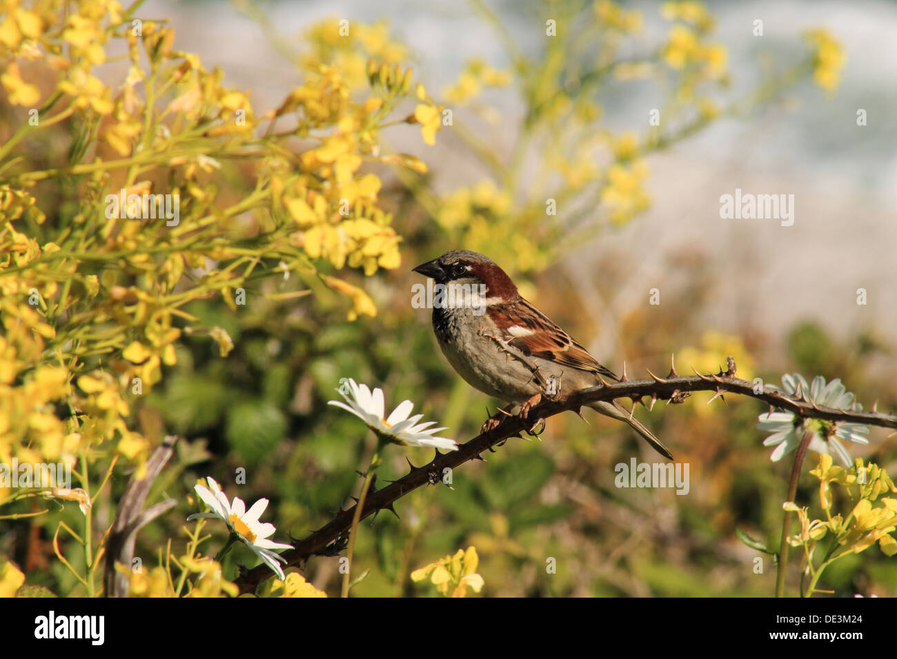 Sparrow sitting amongst wild mustard and ox eye daisies. Stock Photo