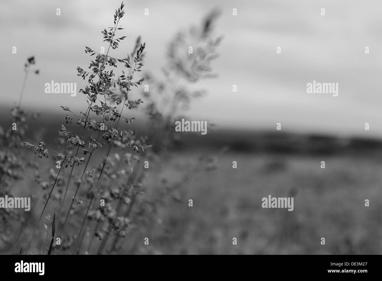 Grass field Black and White Stock Photos & Images - Alamy