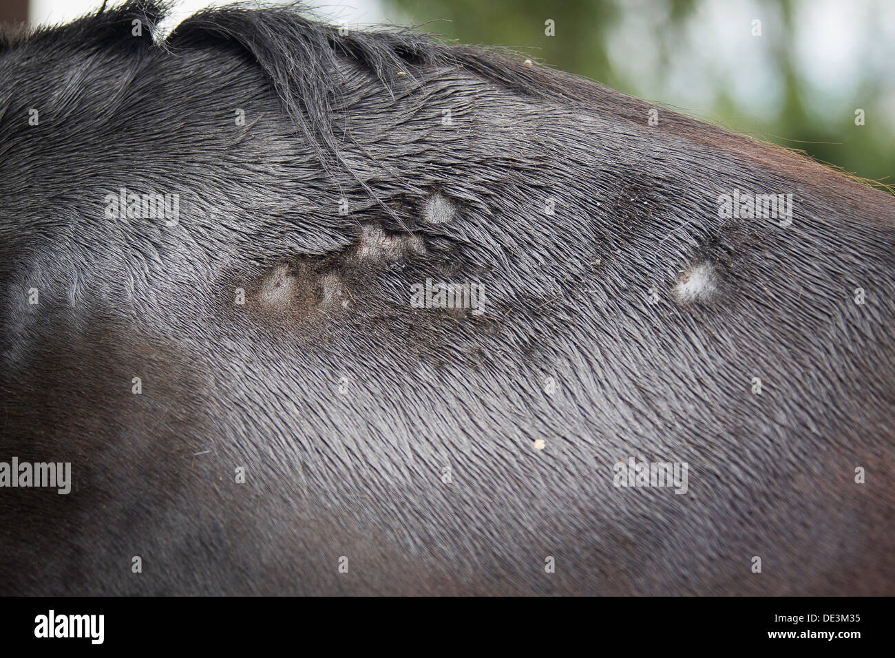 Sweet itch horse hires stock photography and images Alamy