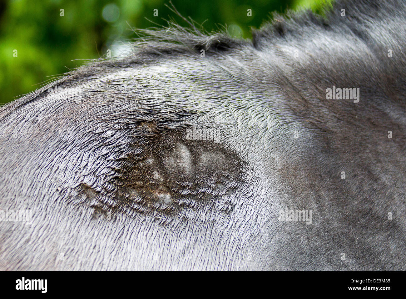 Sweet itch horse hires stock photography and images Alamy