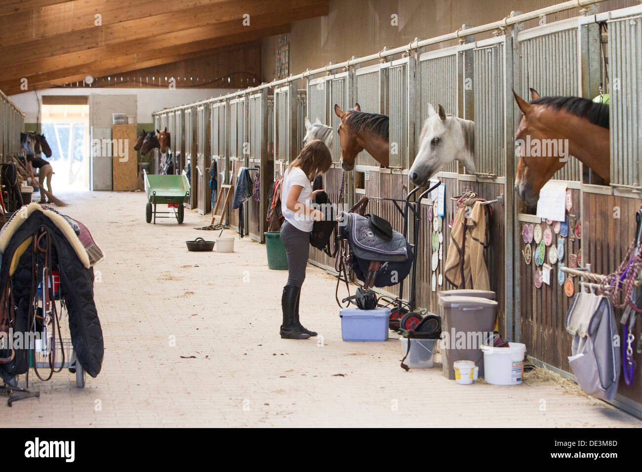 Domestic horse, stable Stock Photo - Alamy
