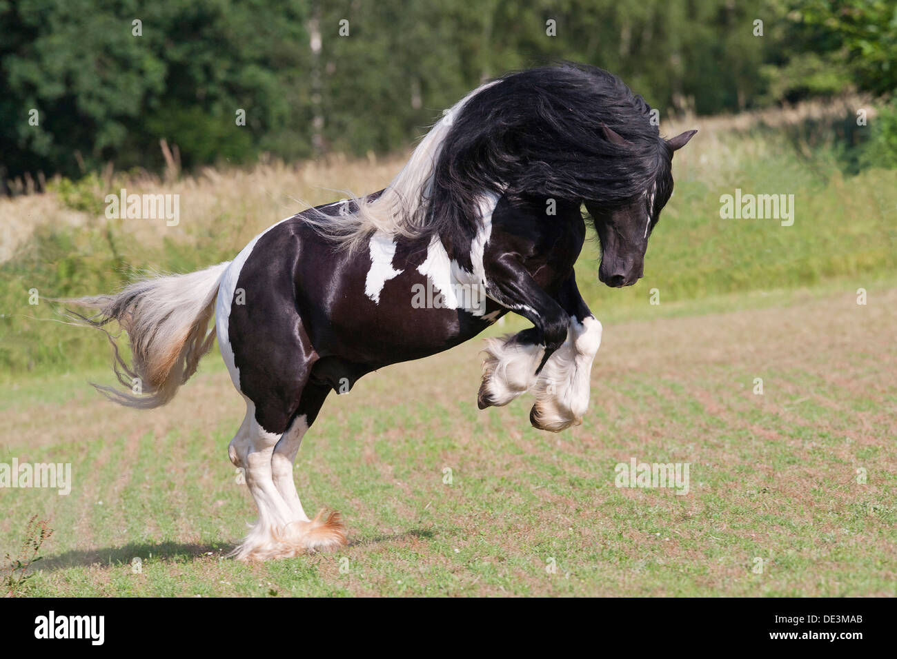 Gypsy Horse Piebald stallion bucking paddock Stock Photo