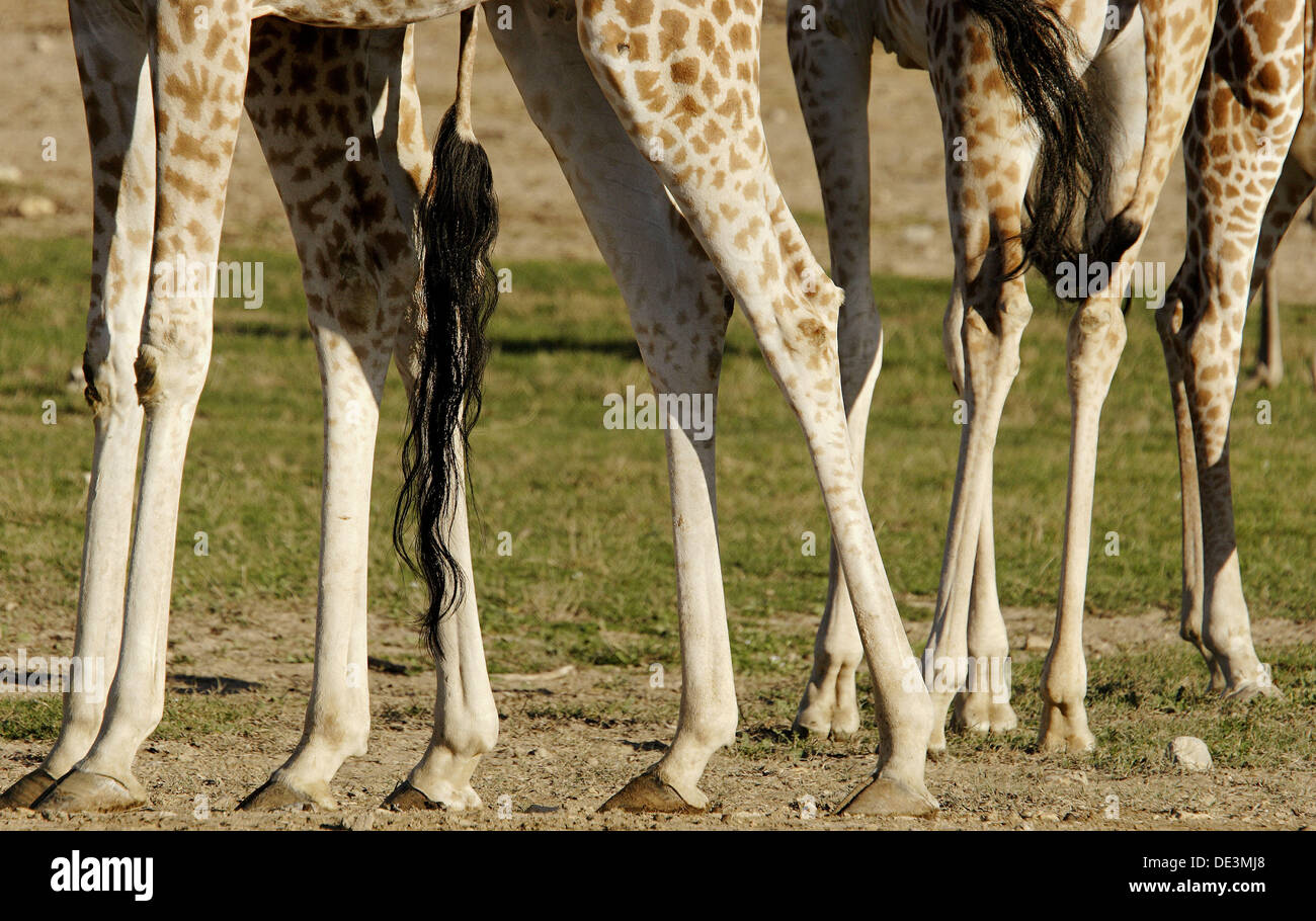 Giraffa camelopardalis peralta, Nigerian giraffes legs Stock Photo - Alamy