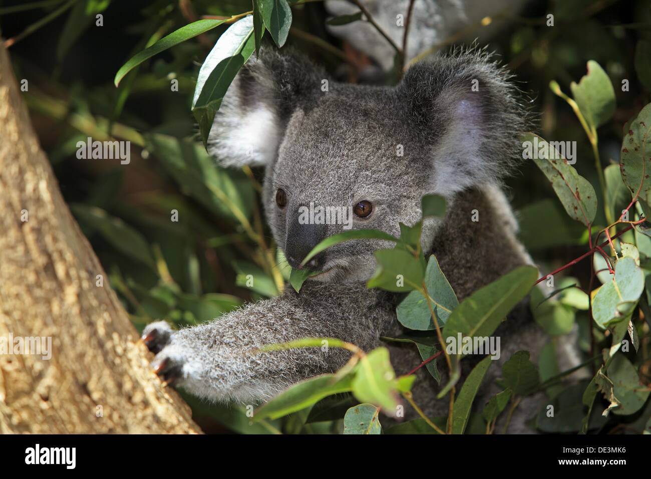 Koalas (Phascolarctos cinereus). Queensland, Australia Stock Photo Alamy