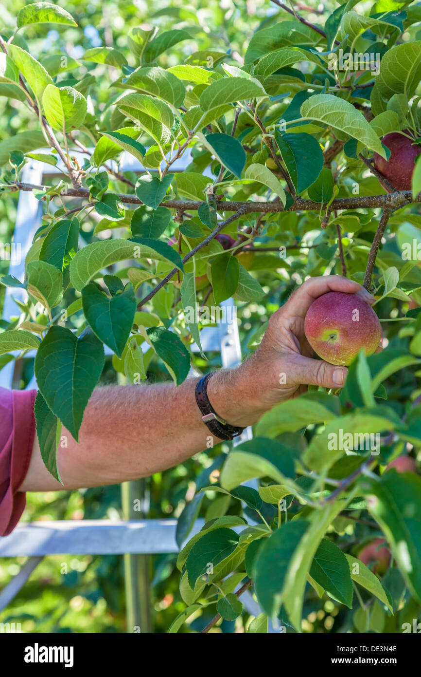 Apple harvest in a commercial apple orchard Stock Photo Alamy