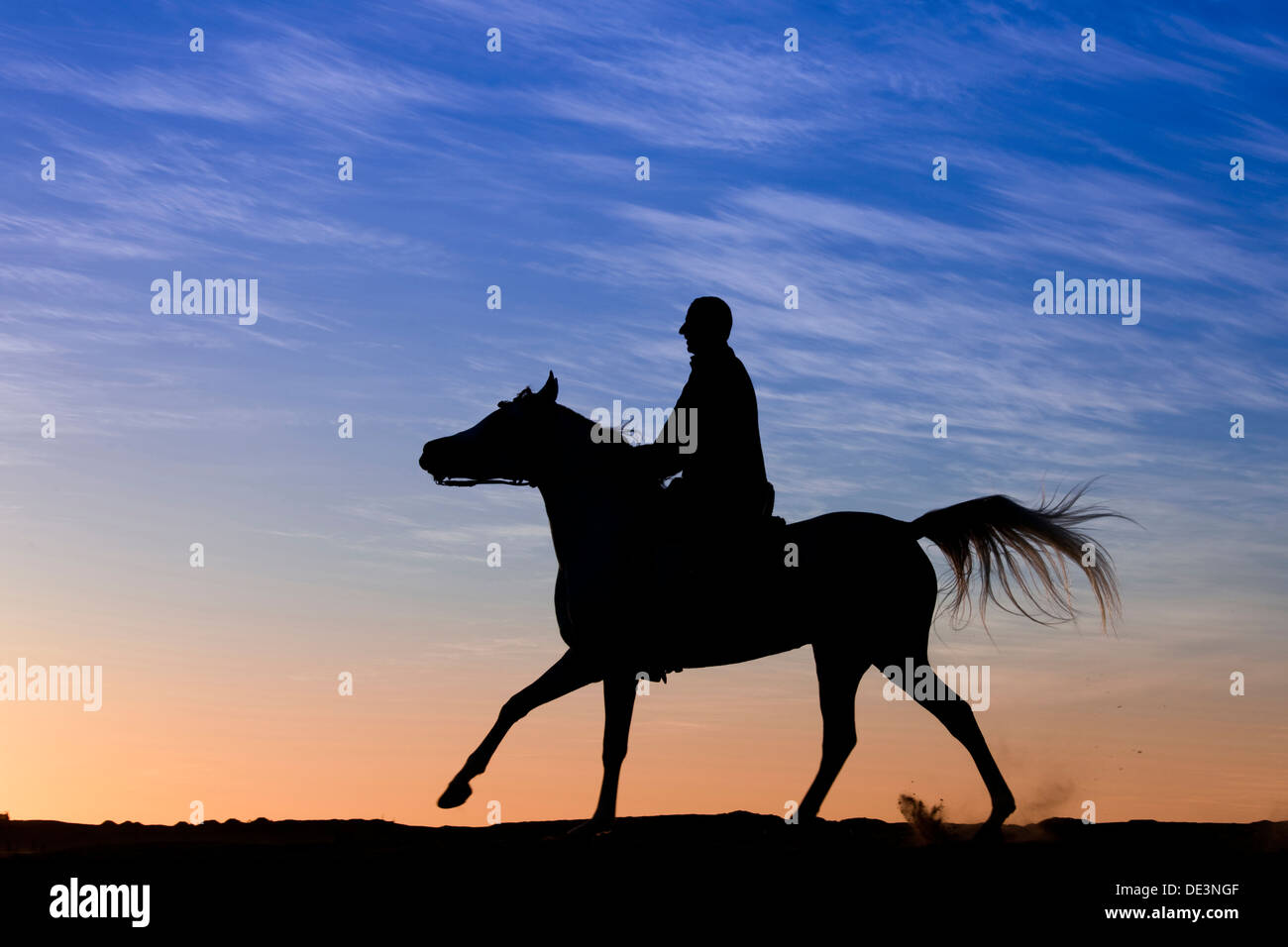 Purebred Arabian Horse Adult rider galloping desert, silhouetted against evening sky Stock Photo