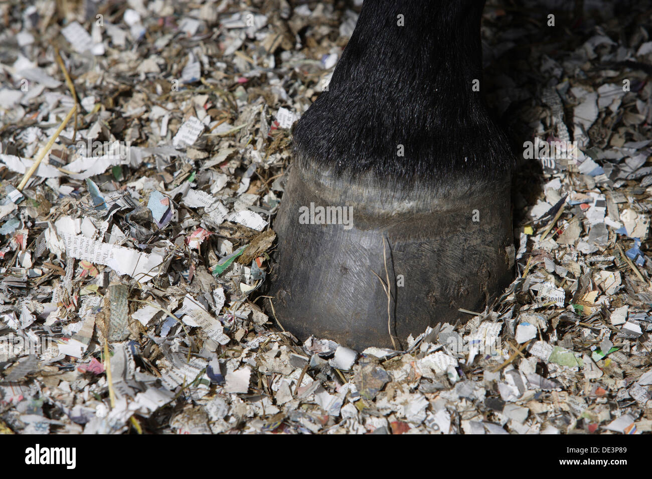 Chopped paper as bedding horse stable Stock Photo Alamy
