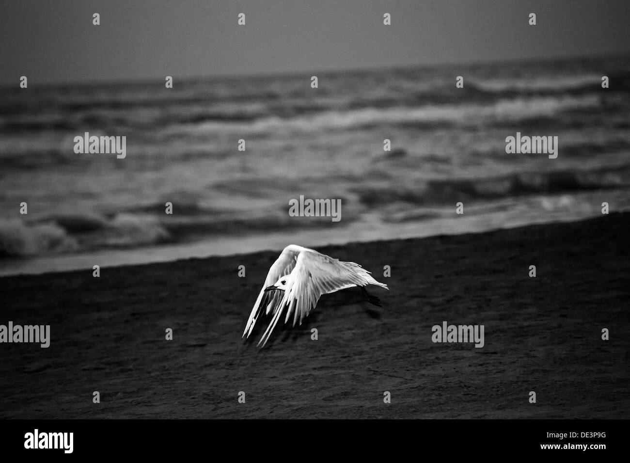 Seagull taking flight Stock Photo