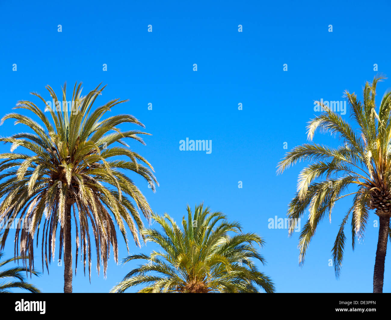 Images of palm trees hi-res stock photography and images - Alamy