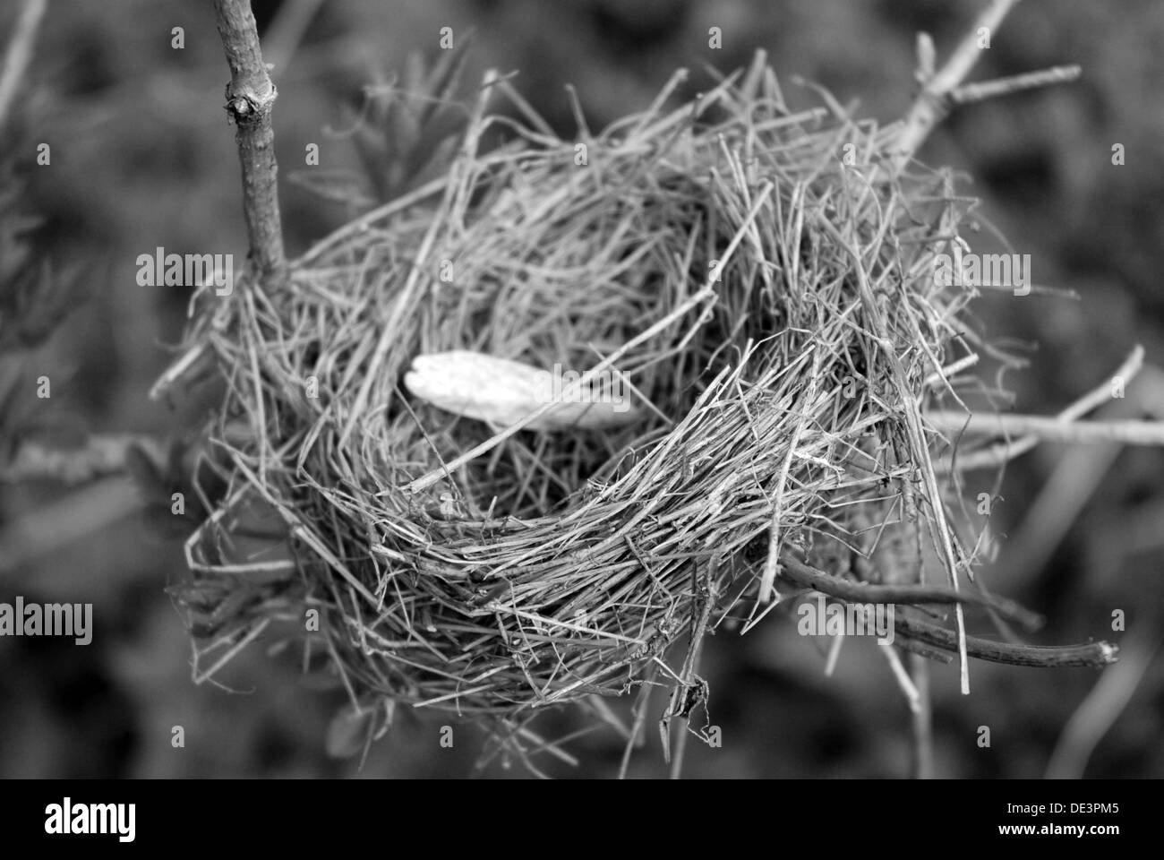 Empty bird nest Stock Photo Alamy