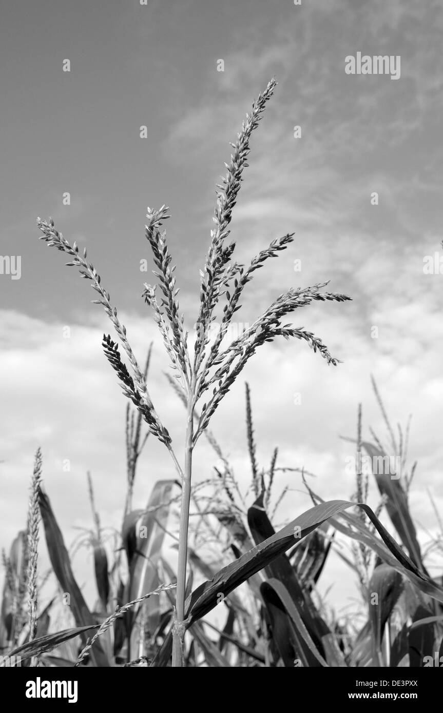 Maize plants Black and White Stock Photos & Images - Alamy