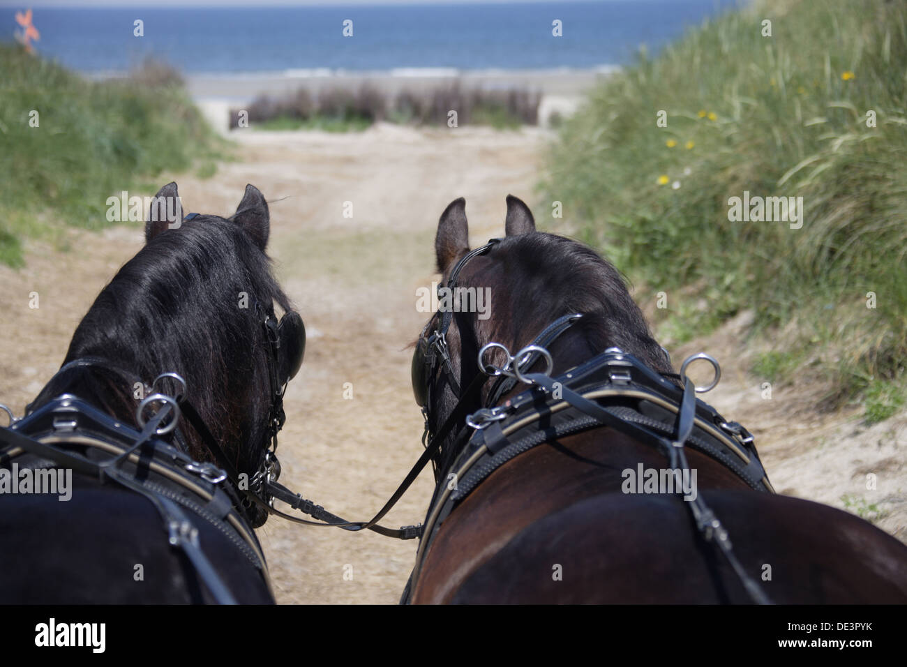 Friesian Horse Team two carriagetheir way beach Stock Photo