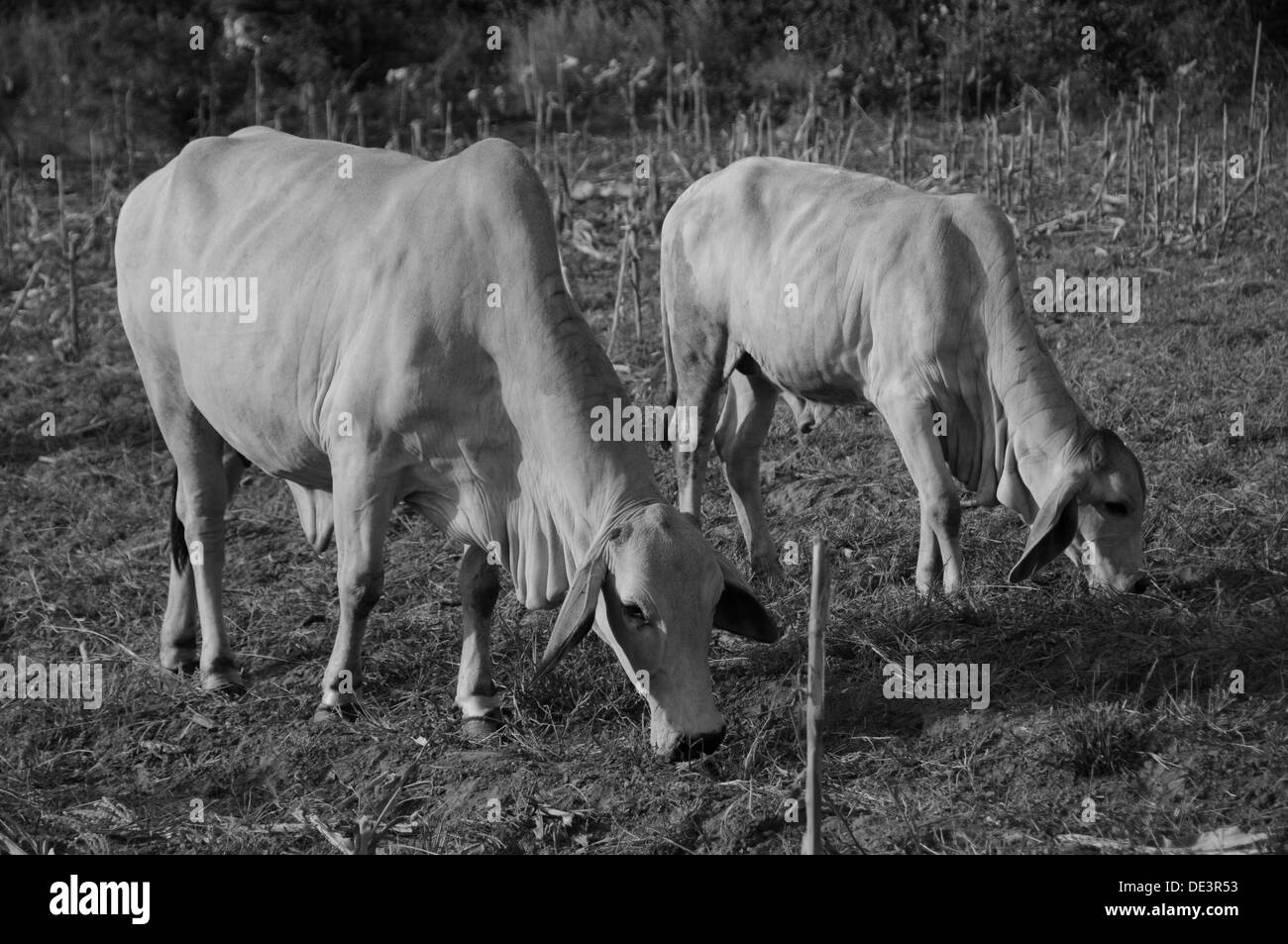 Thai cattle eat grass on a dry meadow Stock Photo Alamy