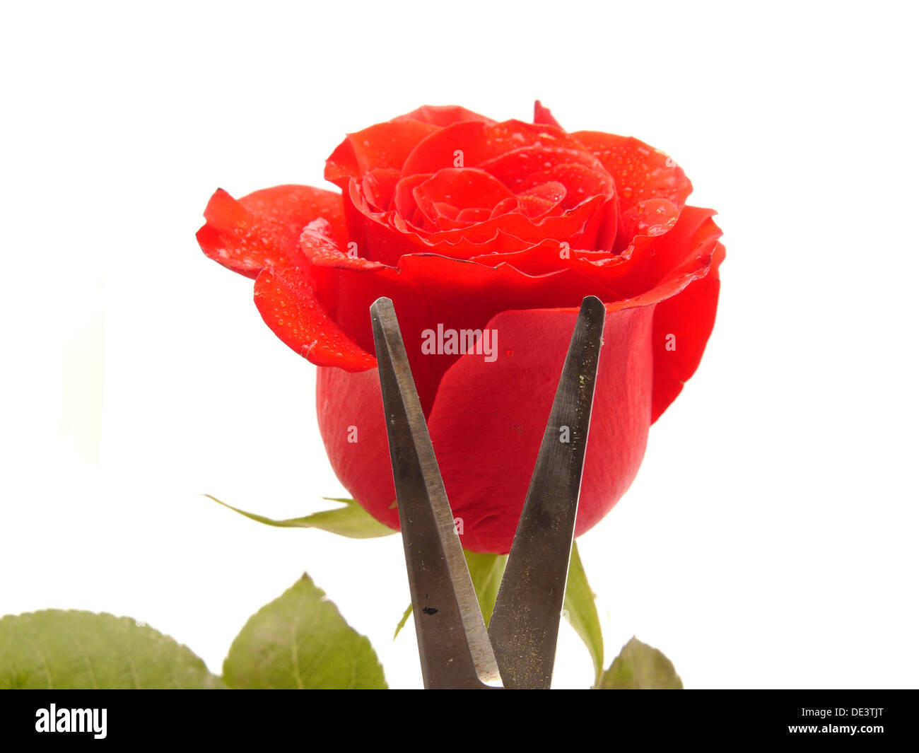 Rose and scissors on a white background Stock Photo - Alamy