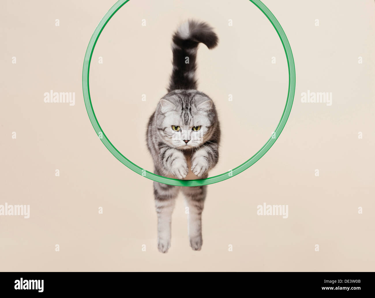 Cat jumping through hoop hires stock photography and images Alamy