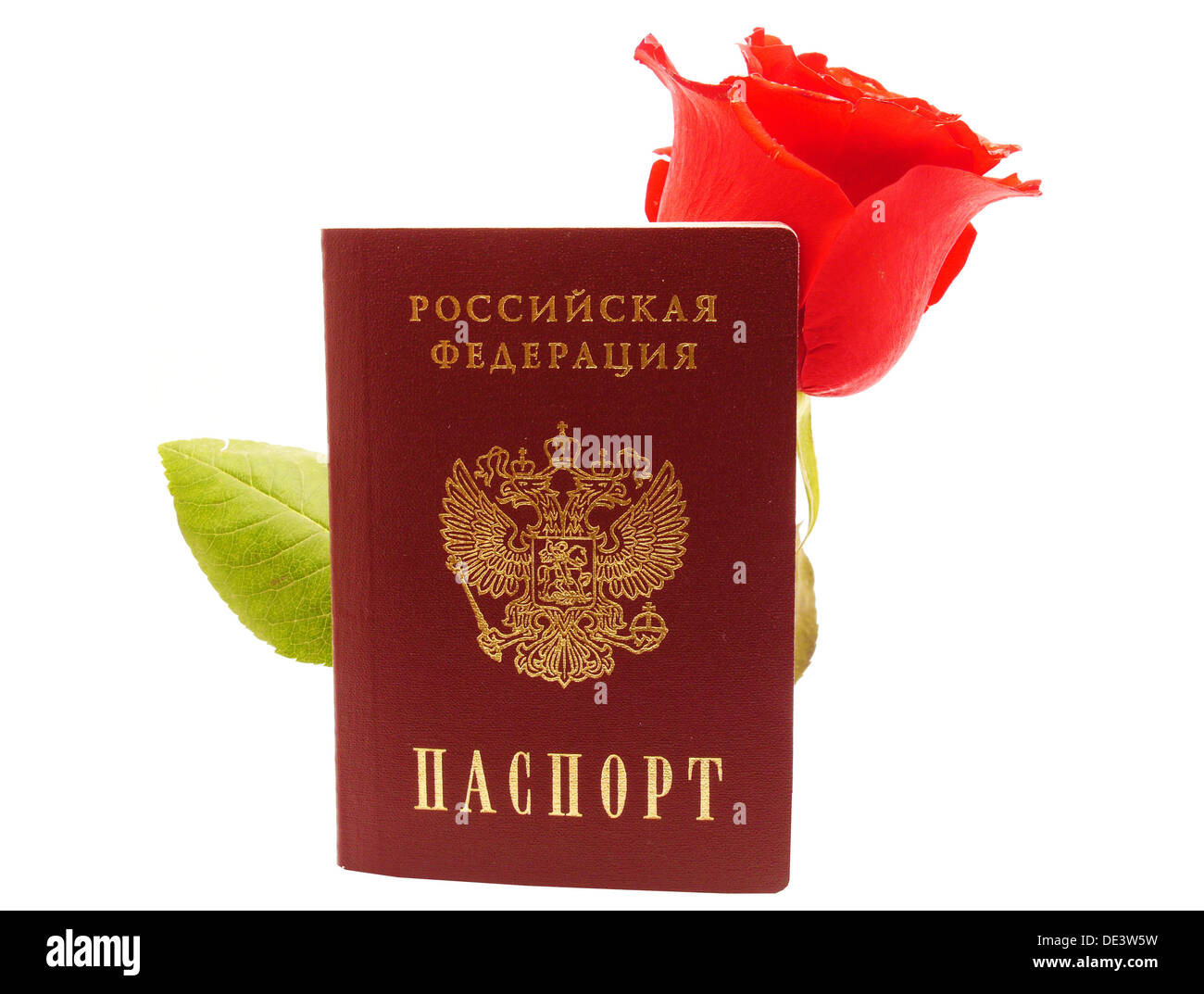 Rose and passport on white background Stock Photo Alamy
