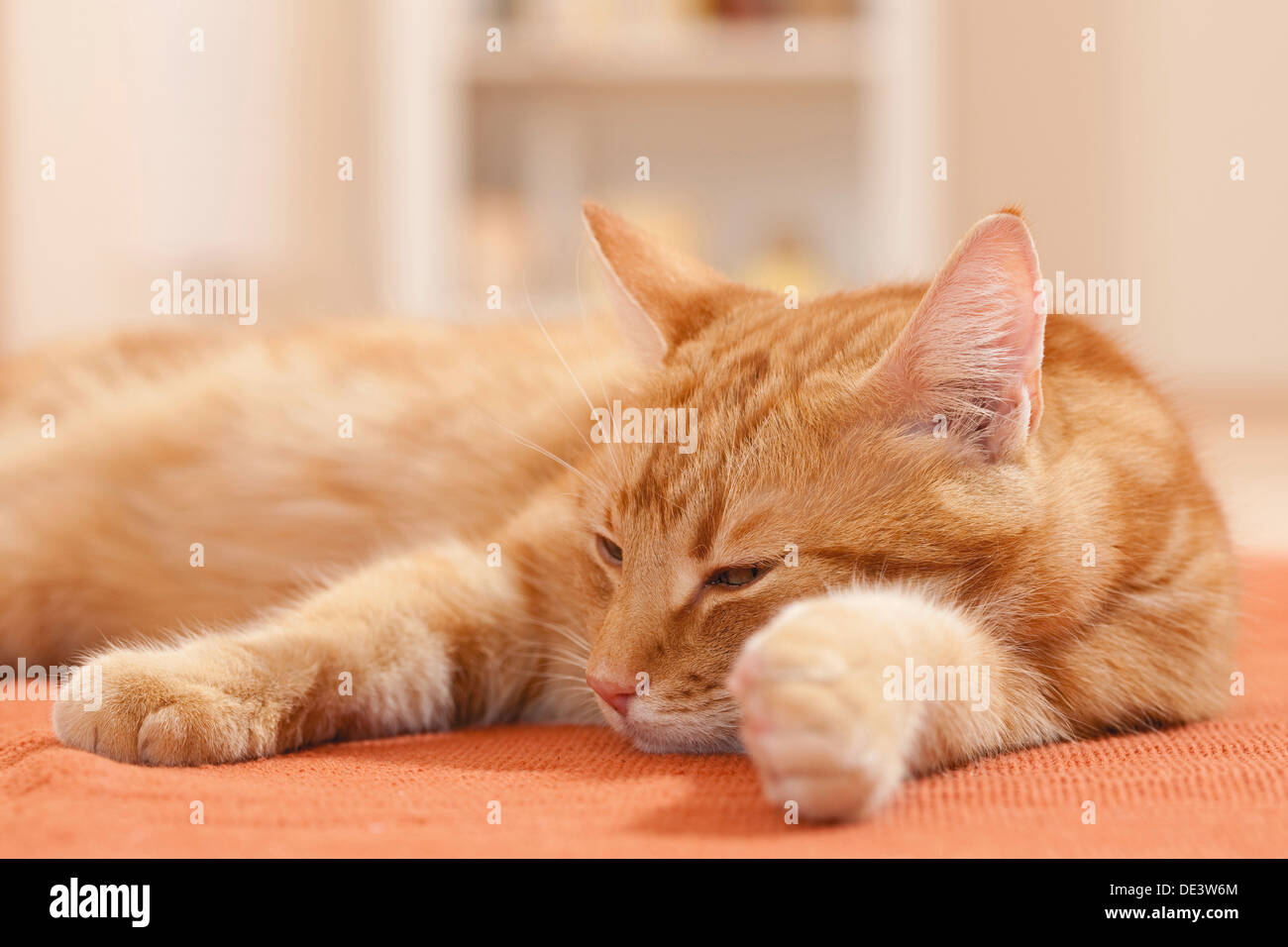 Domestic cat Red tabby adult dozinga carpet Stock Photo