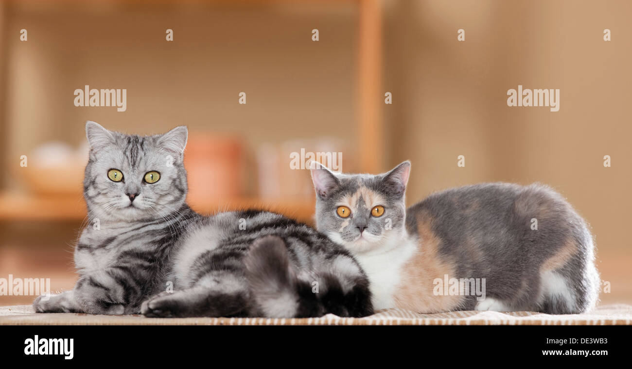 British Shorthair cat Two juveniles lyinga rug Stock Photo - Alamy