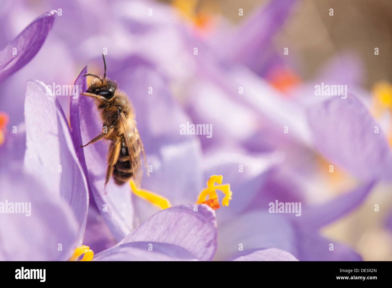 With honey bee hi-res stock photography and images - Alamy
