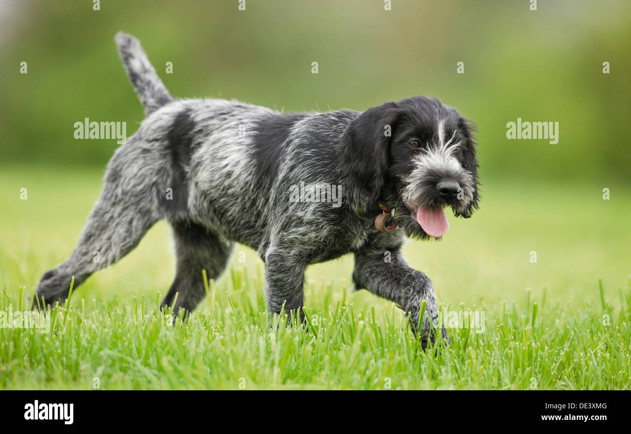 German Wirehaired Pointer Juvenile walkinggrass Stock Photo