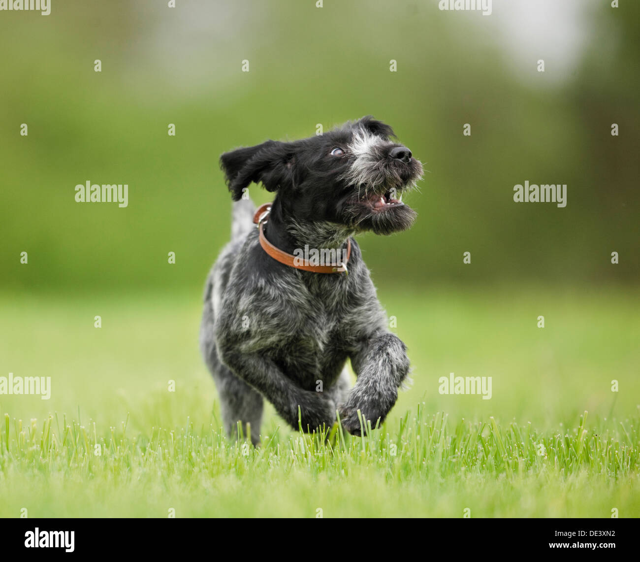 German Wirehaired Pointer Juvenile running grass Stock Photo