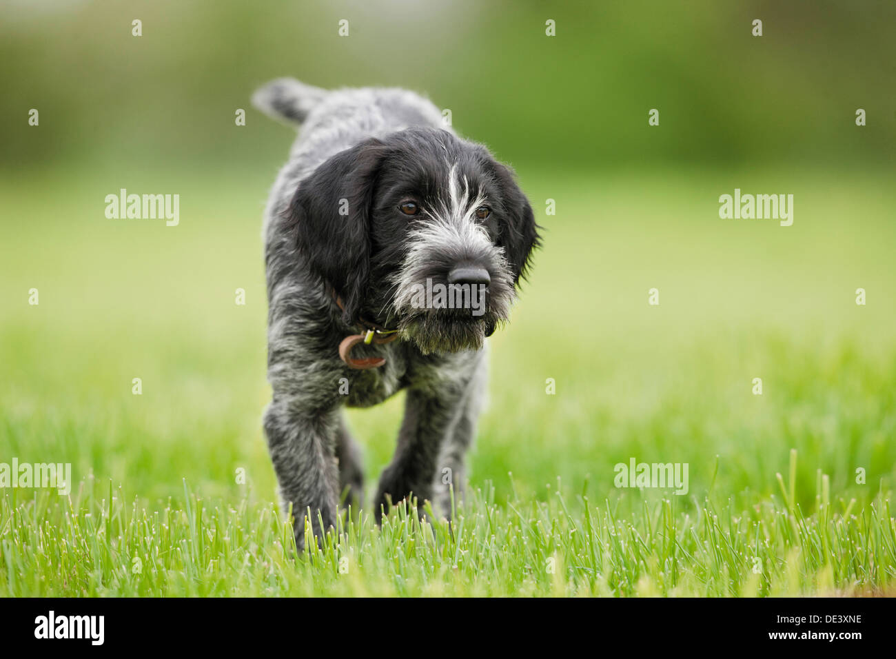 German Wirehaired Pointer Juvenile walkinggrass Stock Photo