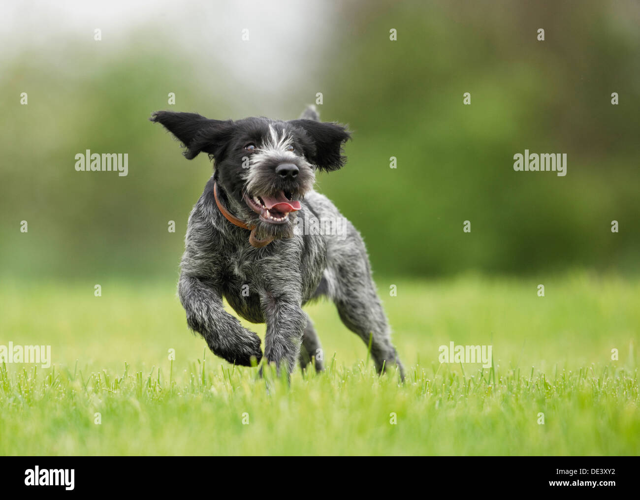 German Wirehaired Pointer Juvenile running grass Stock Photo