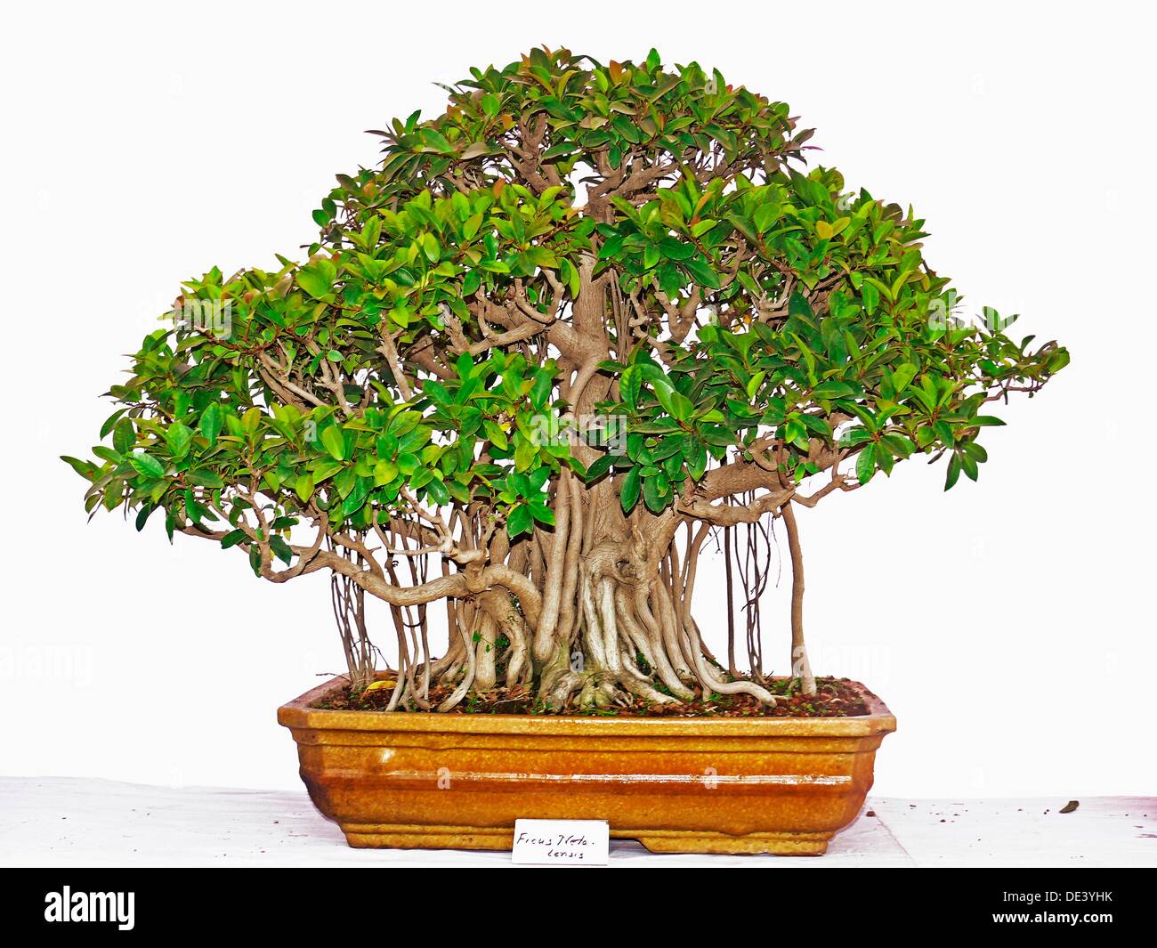 Ficus Natalensis Bonsai Stock Photo Alamy